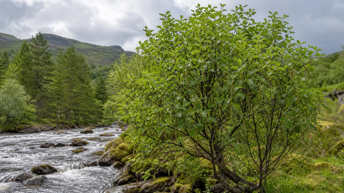 alder meaning photo