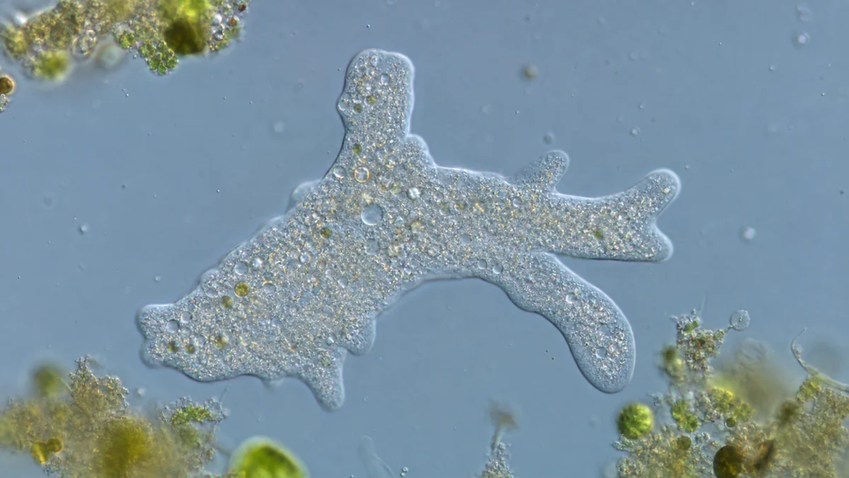 amoeba meaning photo