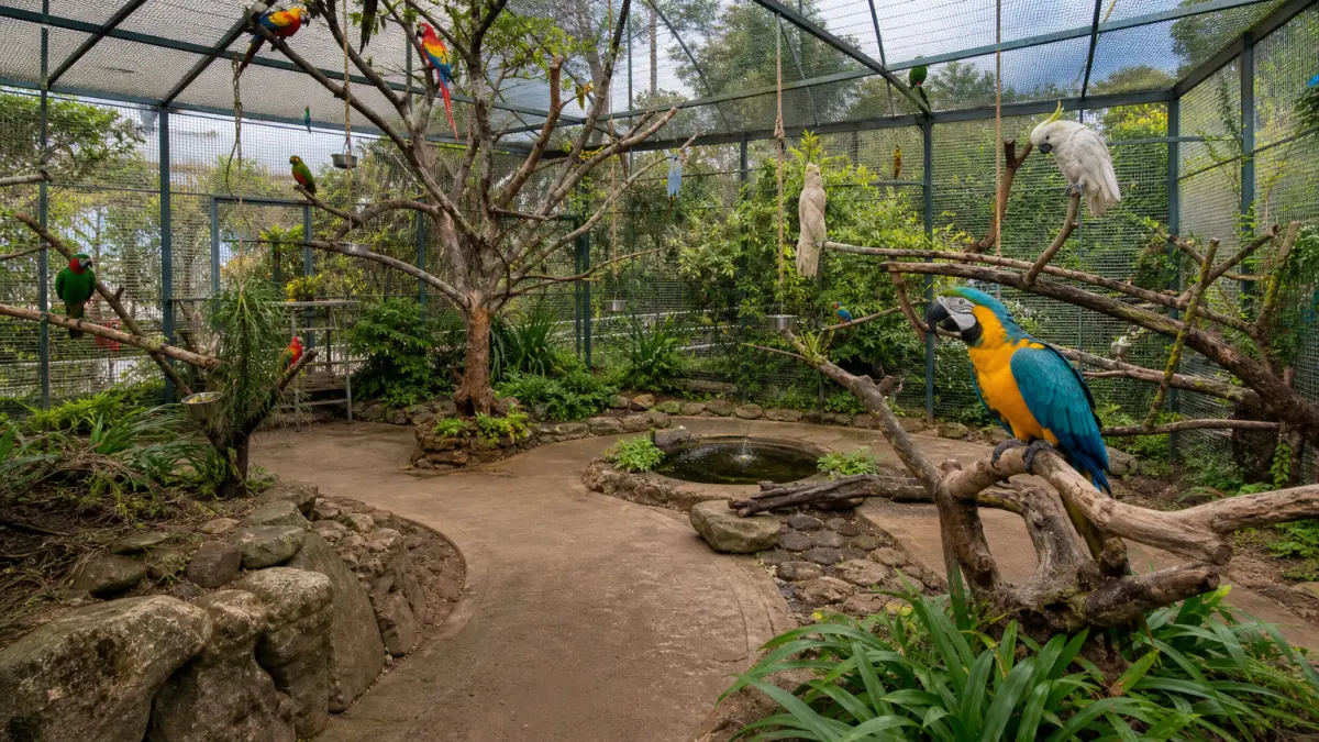 Aviary: meaning, definition, and synonyms