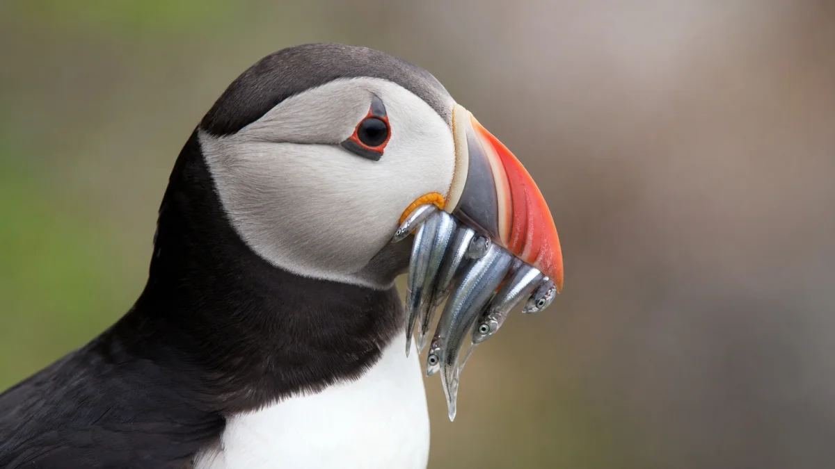 beak meaning photo