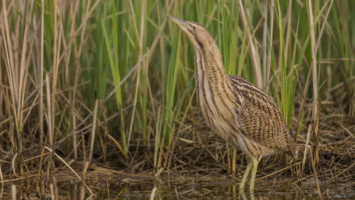 bittern meaning photo