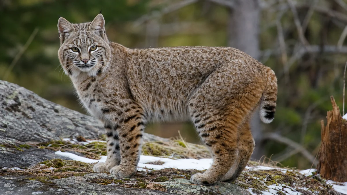 bobcat meaning photo
