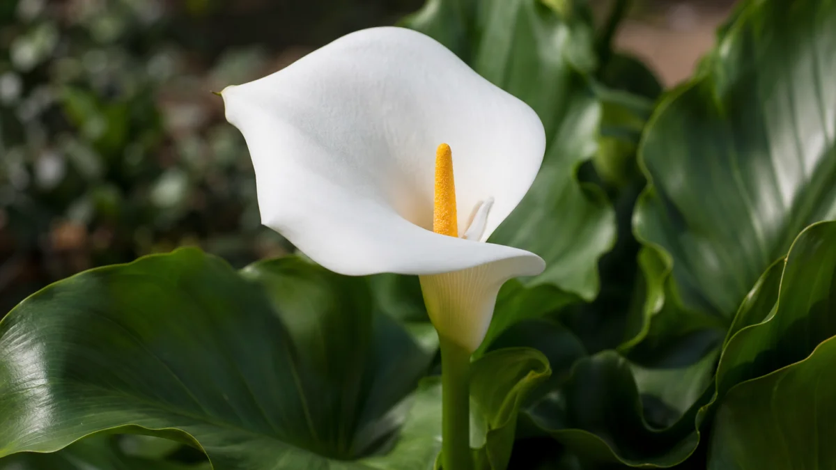 calla meaning photo