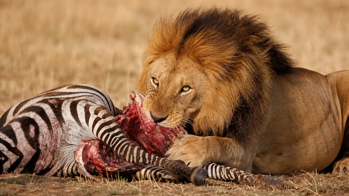 carnivore meaning photo