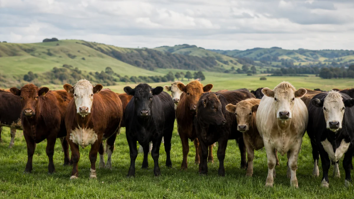 cattle meaning photo