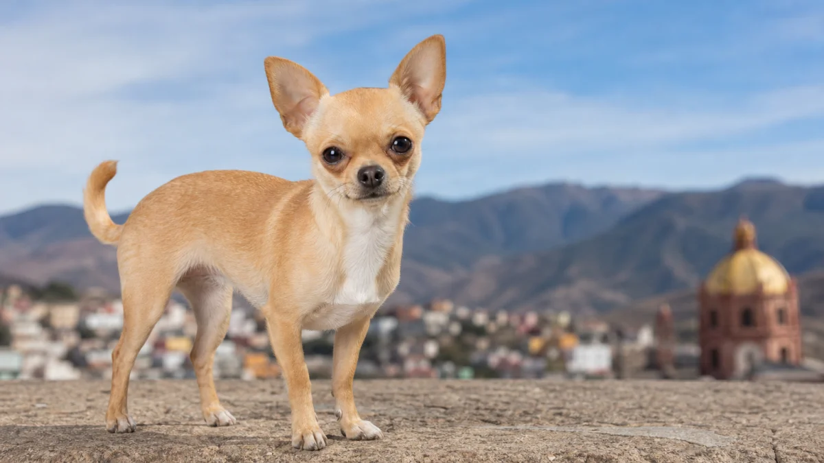 chihuahua meaning photo