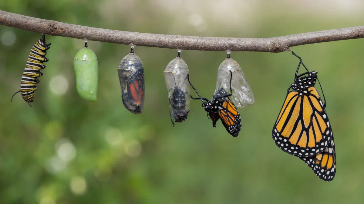 chrysalis meaning photo