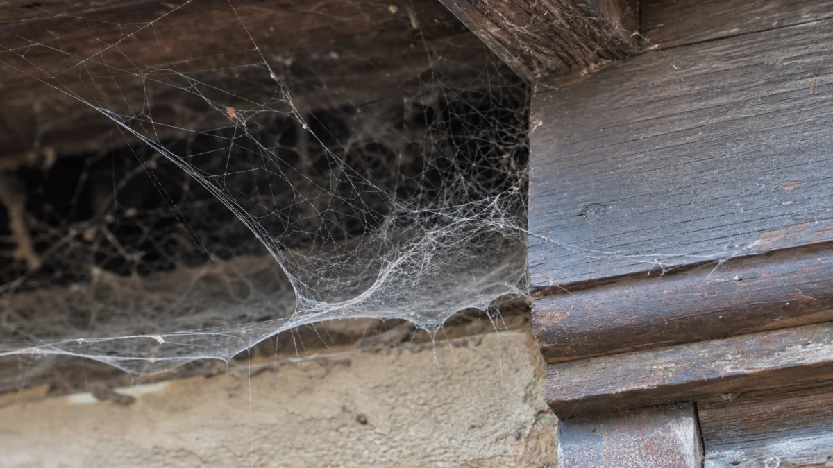 Cobweb Meaning, Definition, and Synonyms