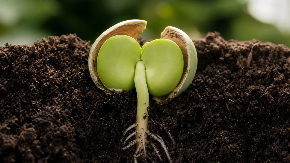 cotyledon meaning photo