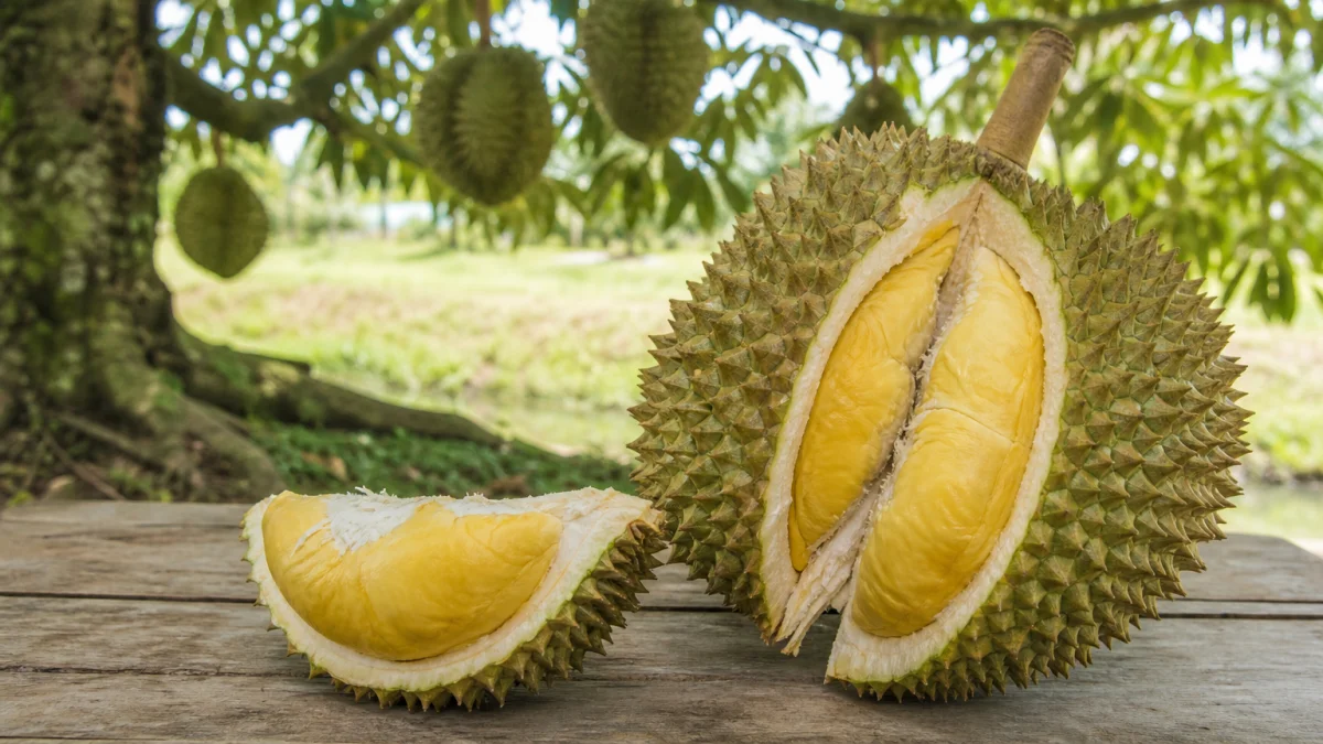 durian meaning photo