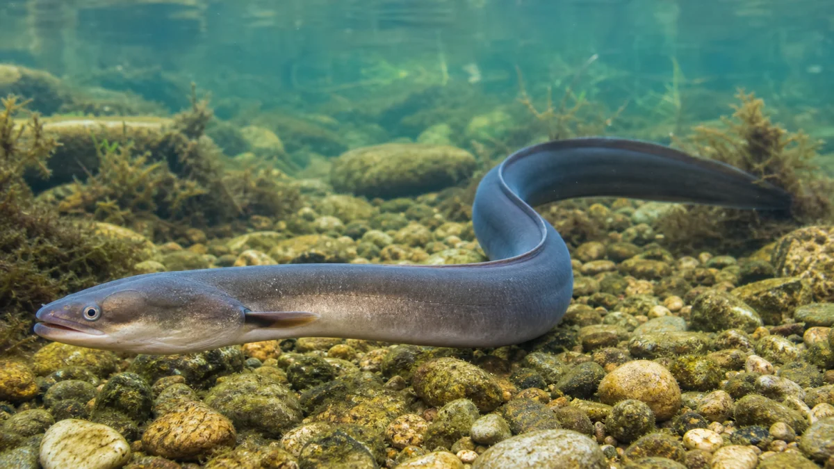 Eel meaning, definition, and synonyms
