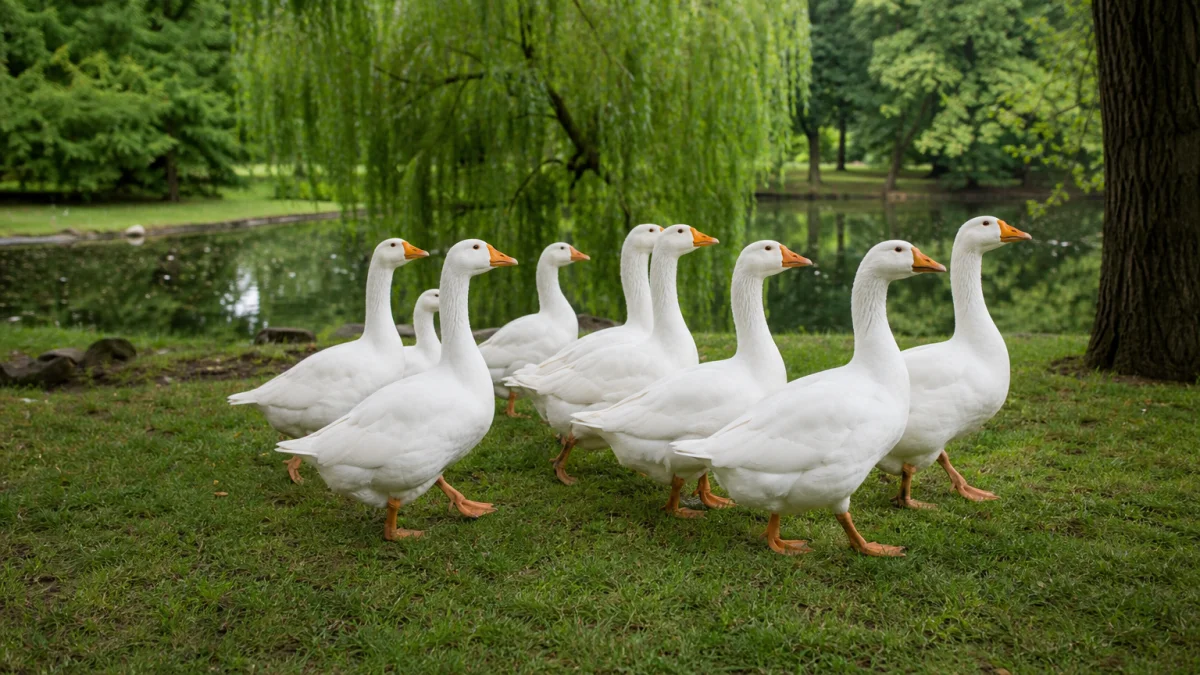gaggle meaning photo