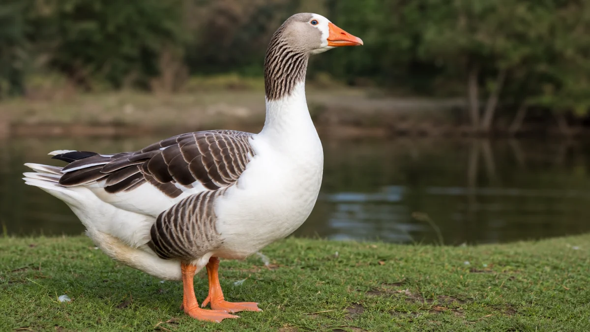 gander meaning photo