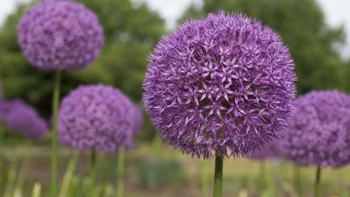 globular meaning photo