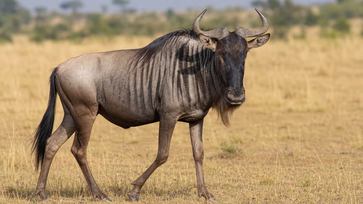 gnu meaning photo