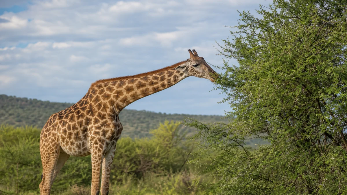 herbivorous meaning photo
