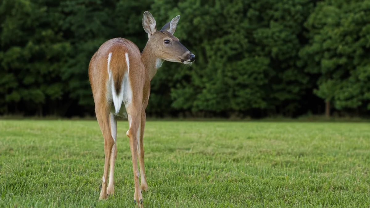hind meaning photo