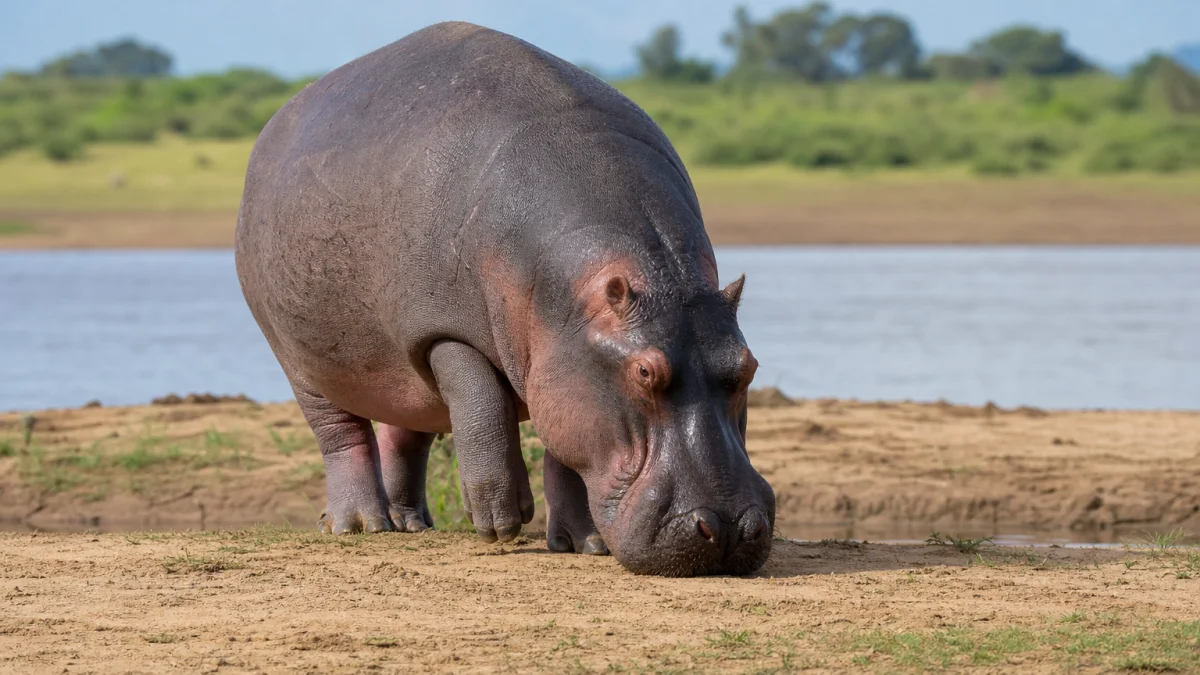 hippopotamus meaning photo