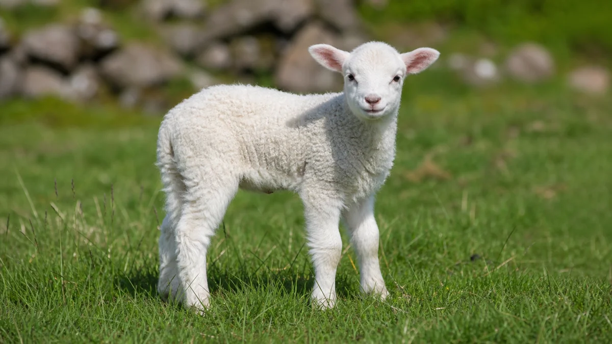 lamb meaning photo