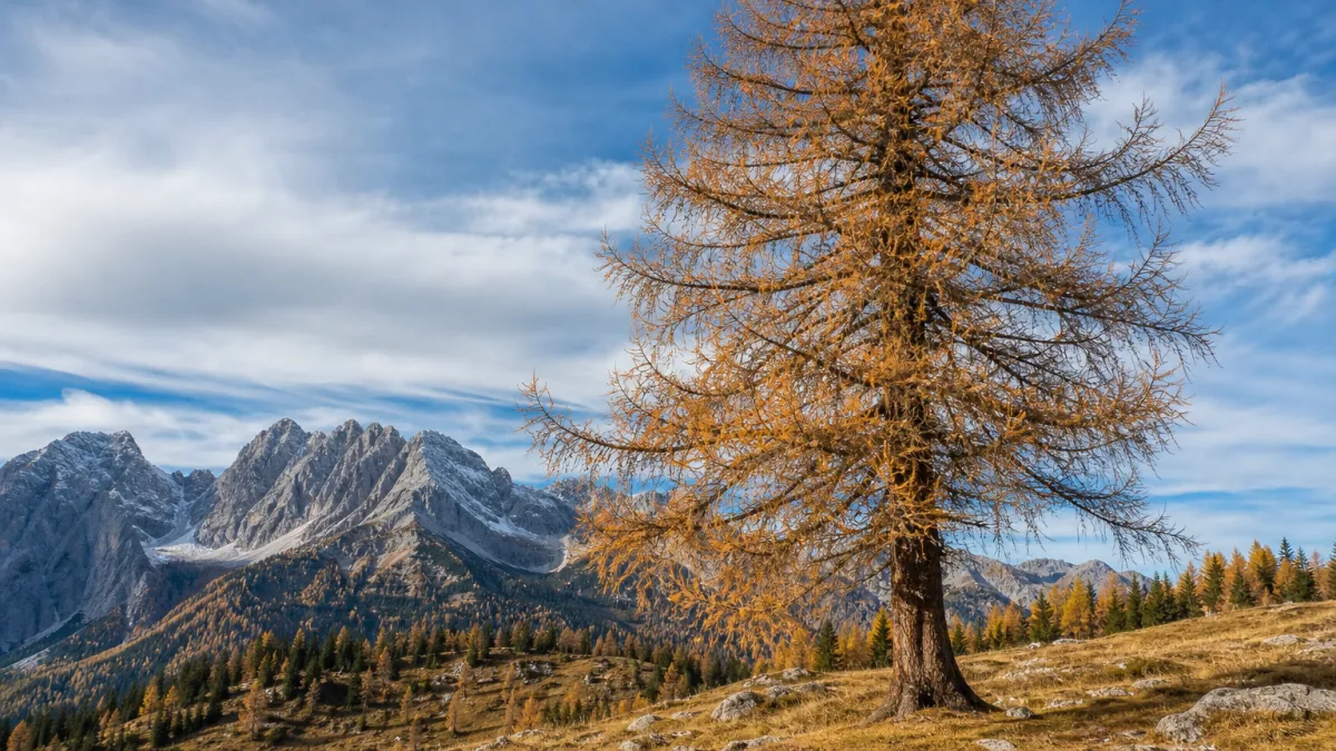 larch meaning photo