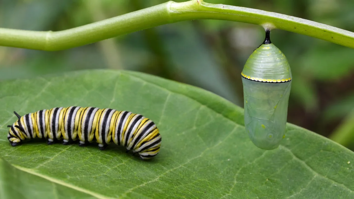 larva meaning photo
