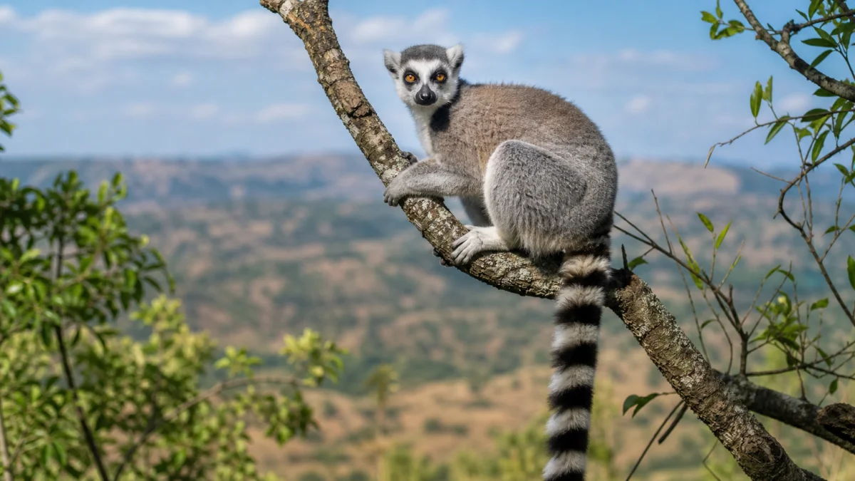 lemur meaning photo
