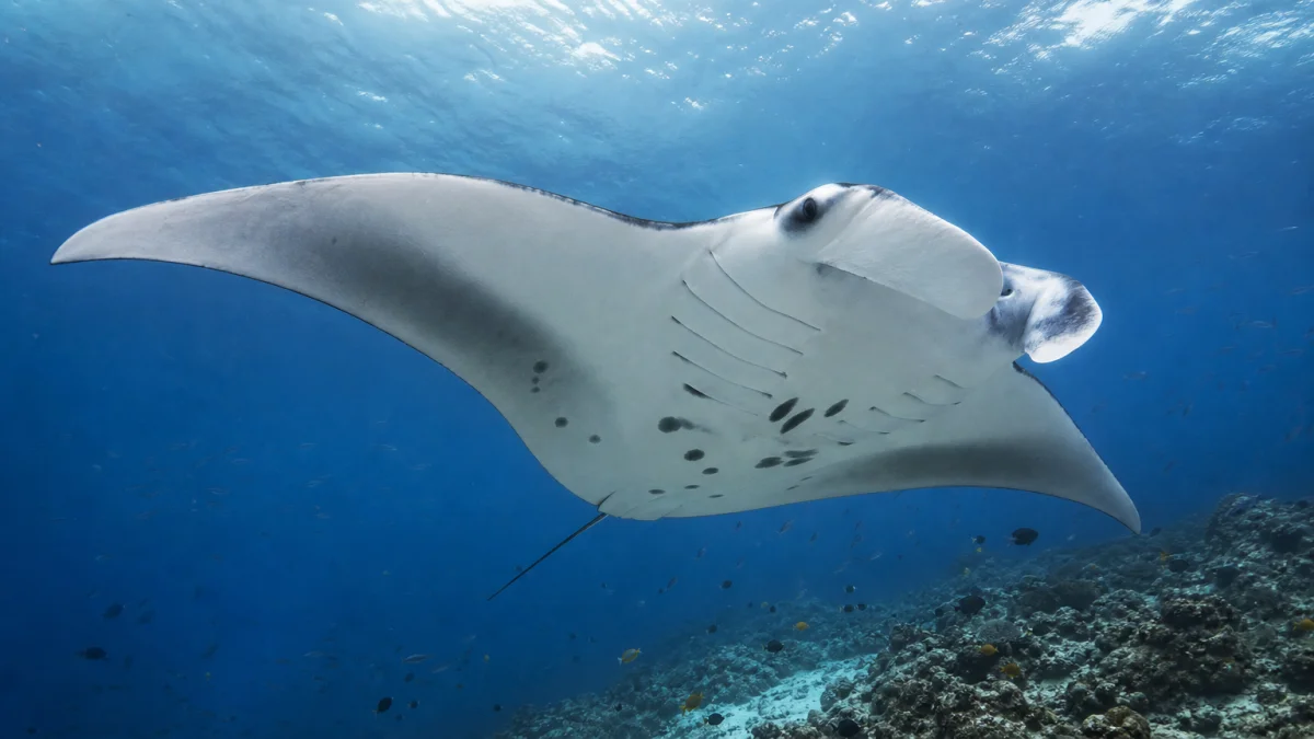 manta meaning photo