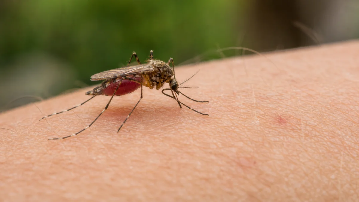 mosquito meaning photo