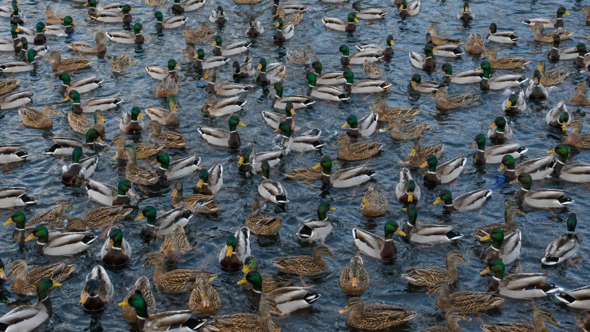 multiplicity meaning photo