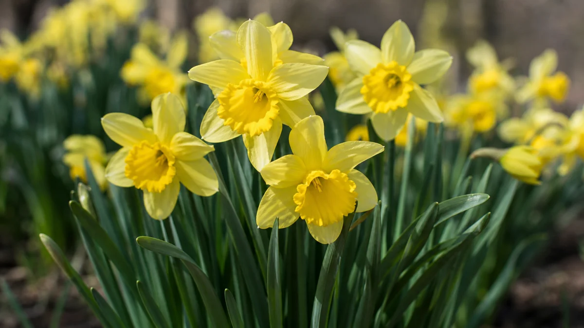 Narcissus Meaning, Definition, and Synonyms