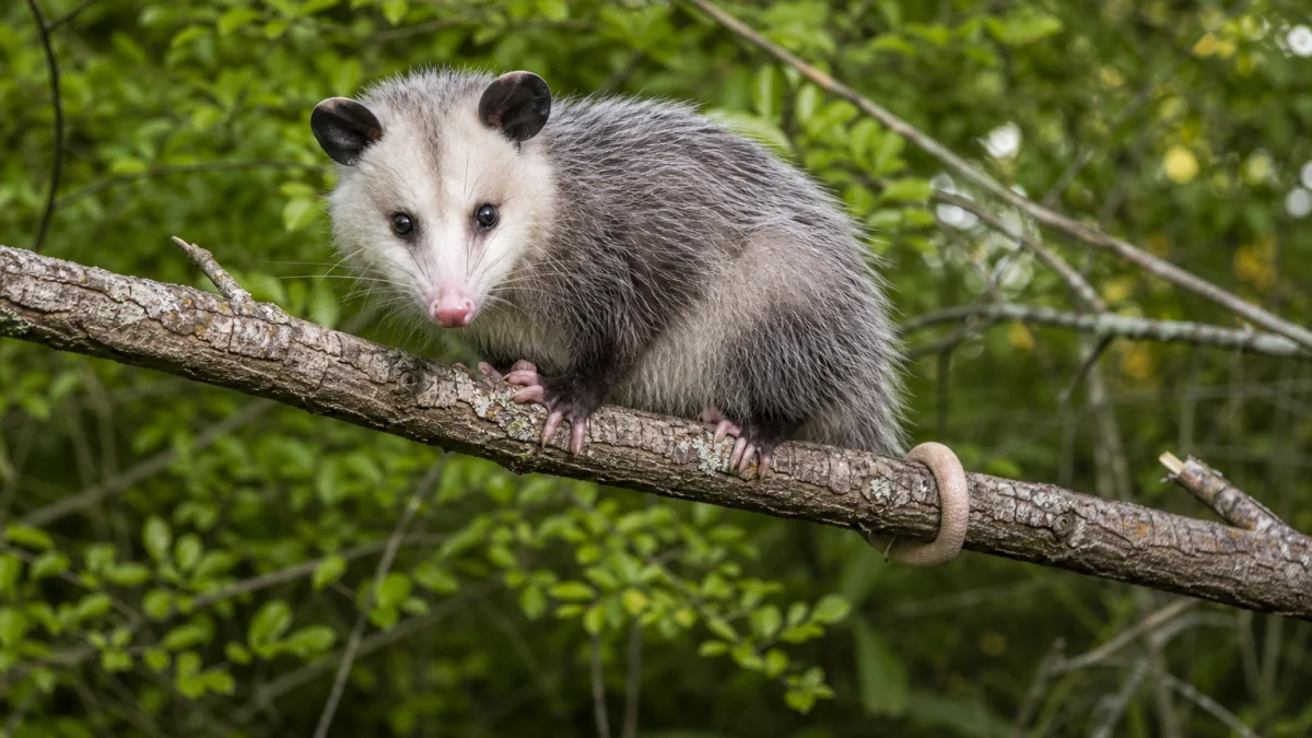 opossum meaning photo