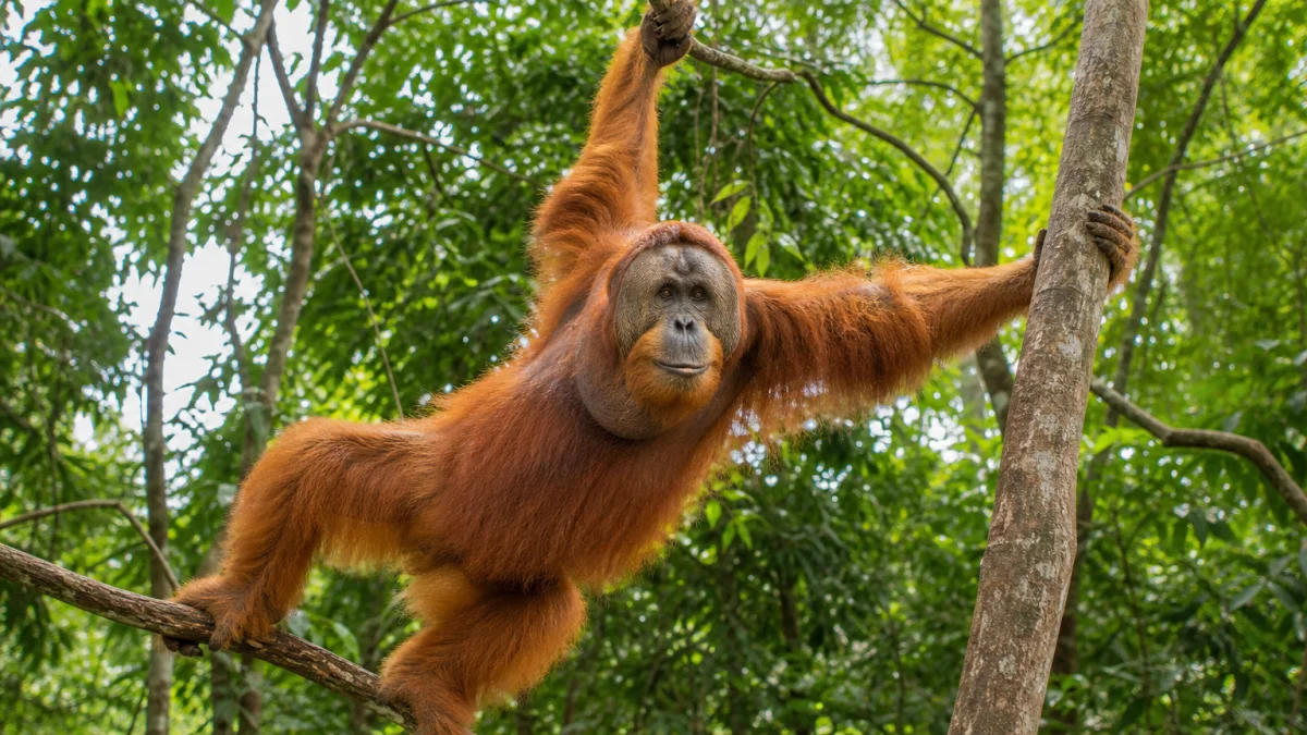 orangutan meaning photo