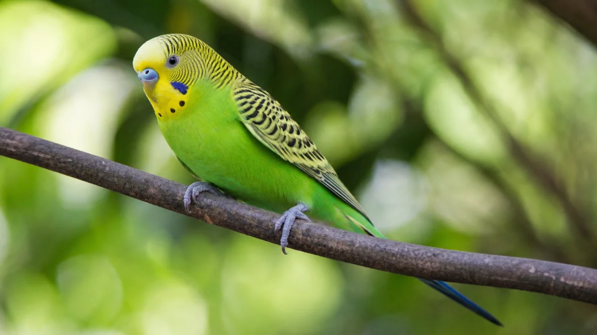 parakeet meaning photo