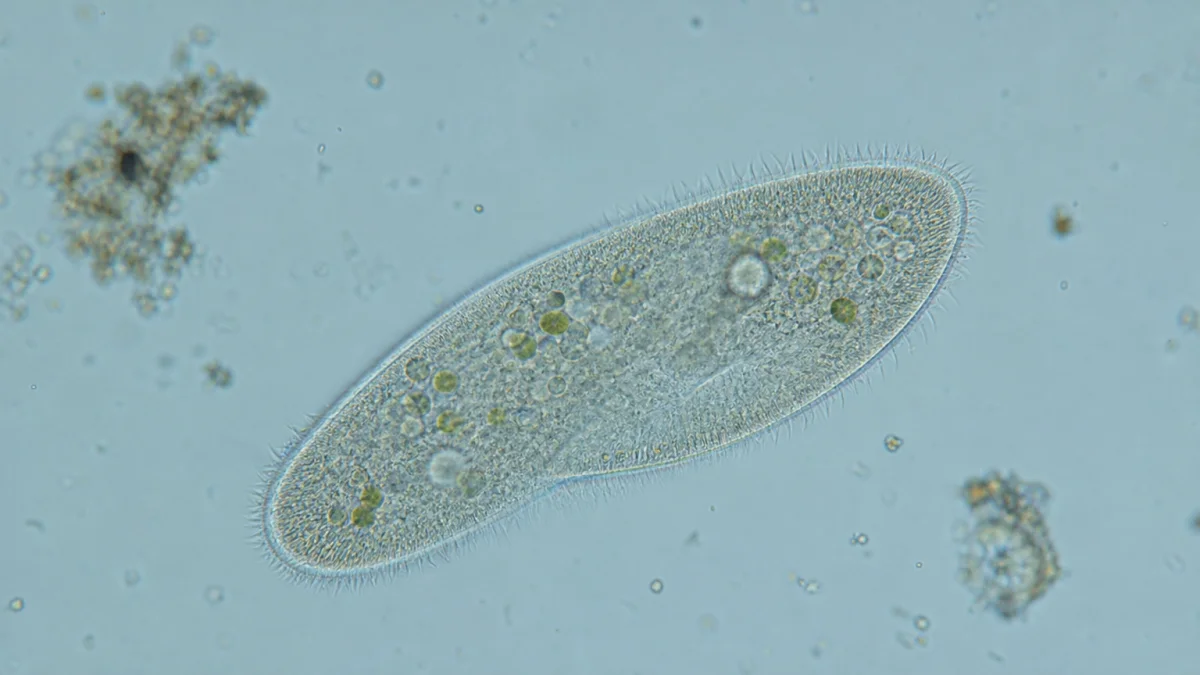 paramecium meaning photo