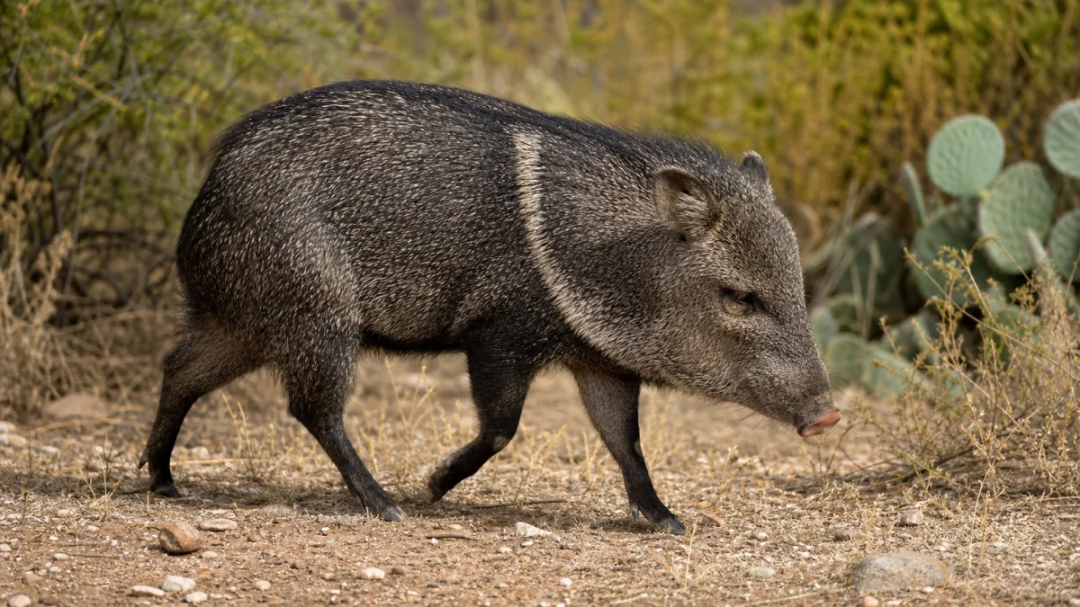 peccary meaning photo