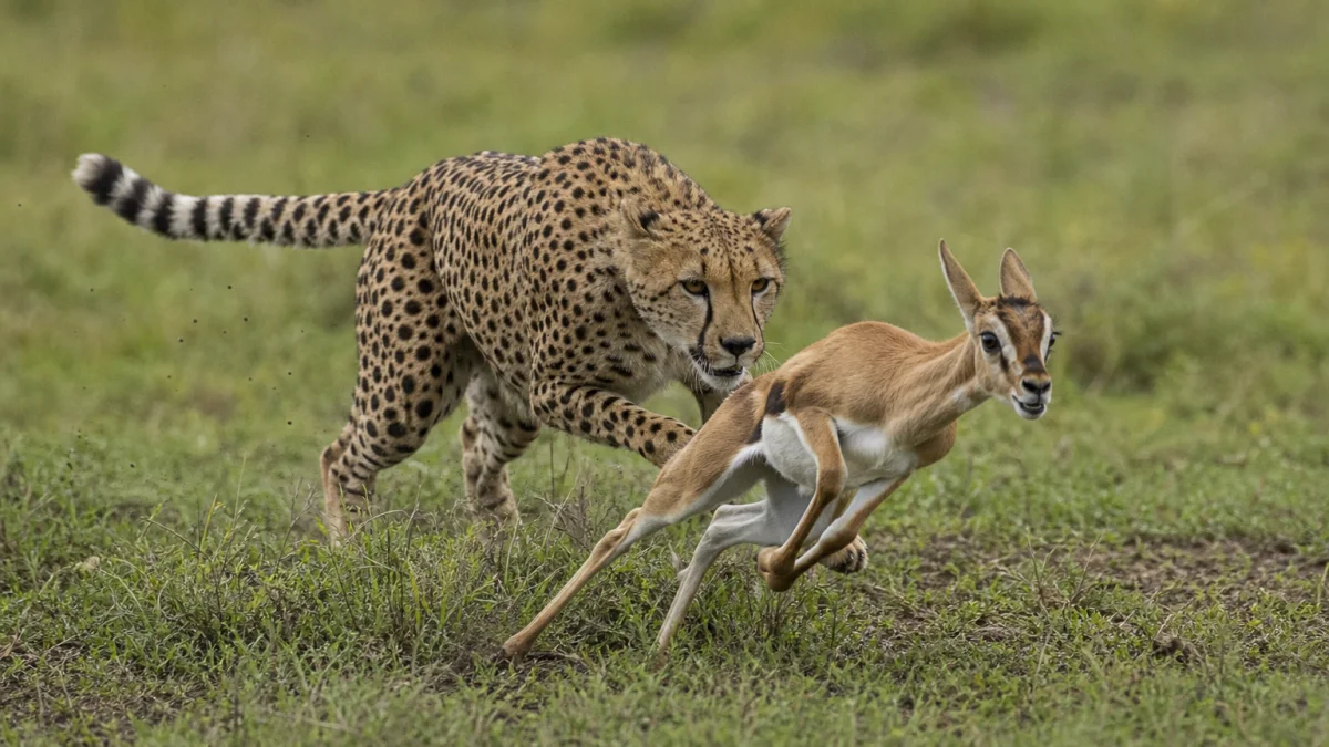Prey meaning, definition, and synonyms