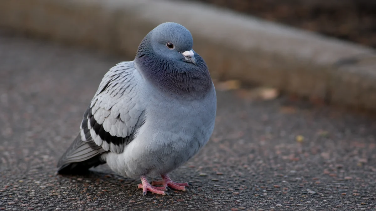 squab meaning photo