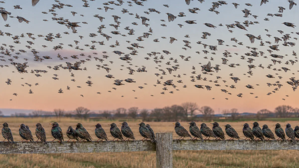 starling meaning photo