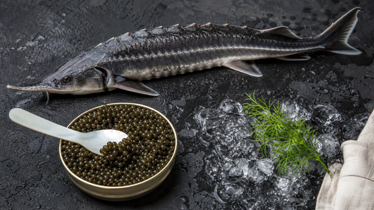 sturgeon meaning photo