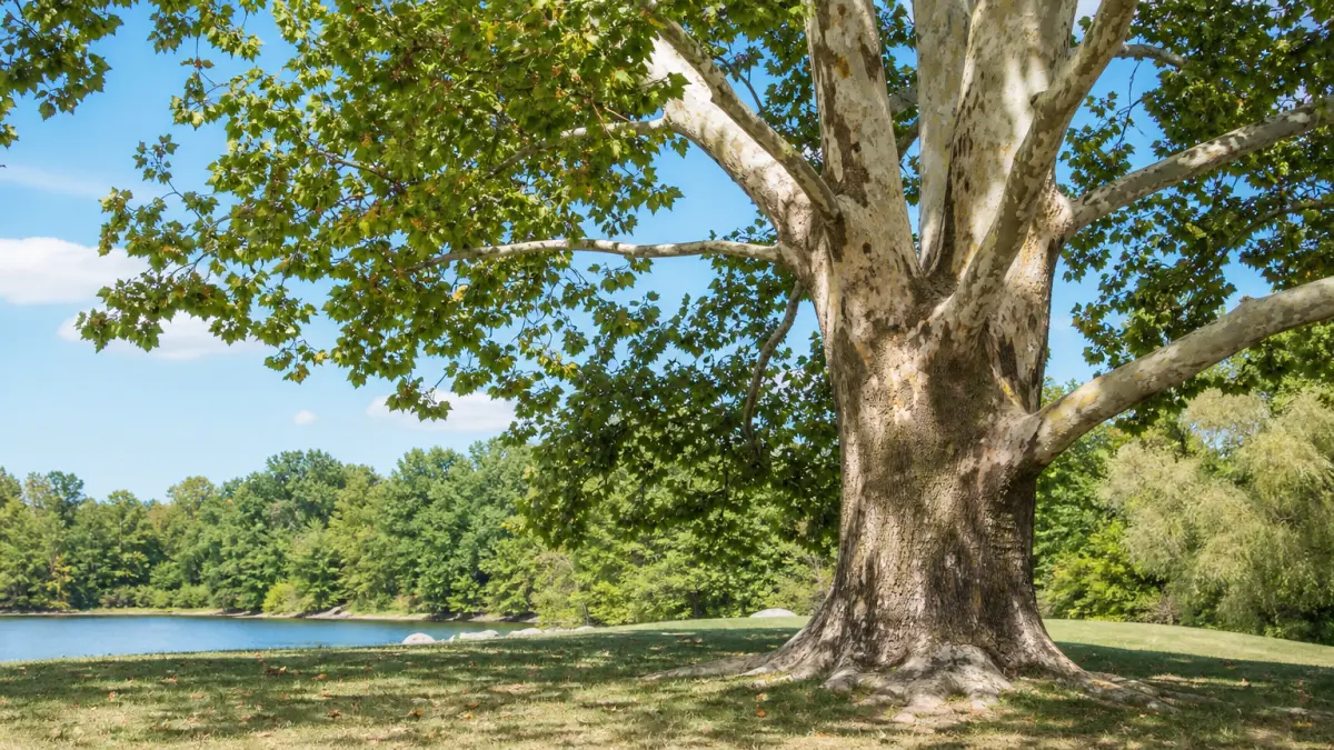 sycamore meaning photo