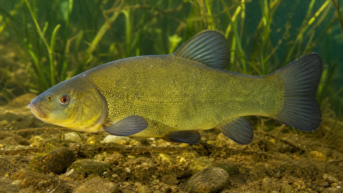 tench meaning photo