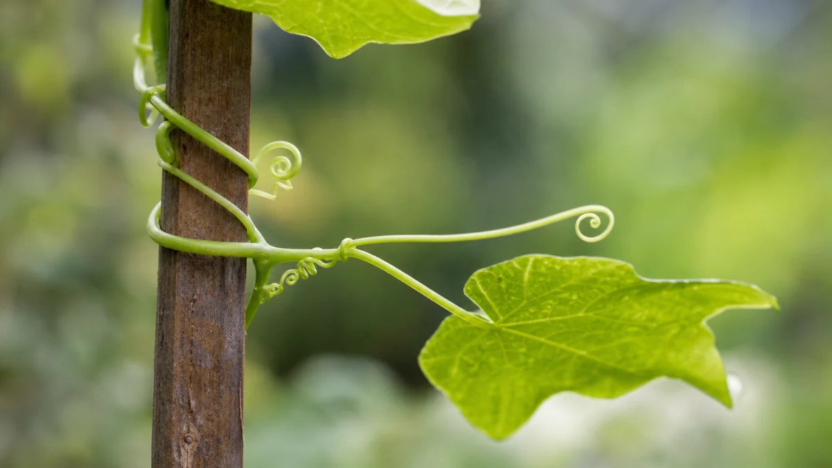 tendril meaning photo