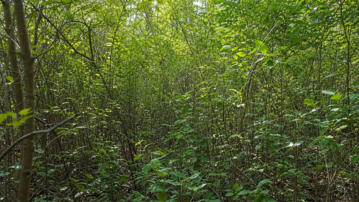 thicket meaning photo