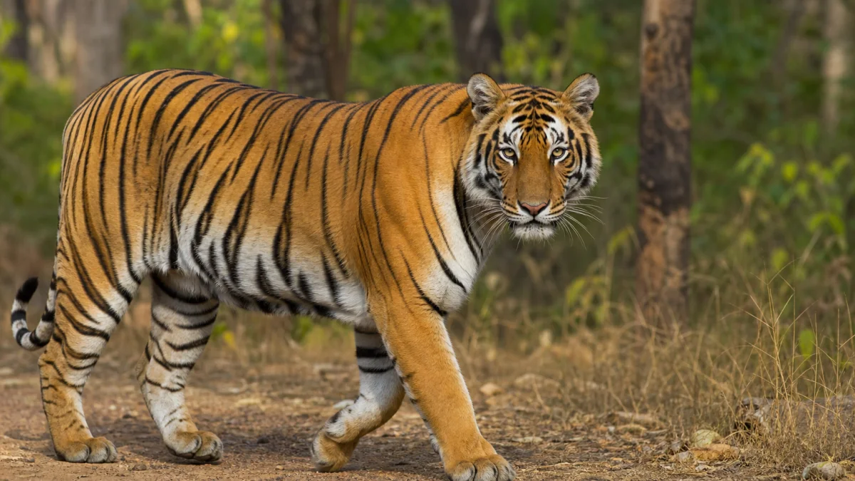 Tiger meaning, definition, and synonyms