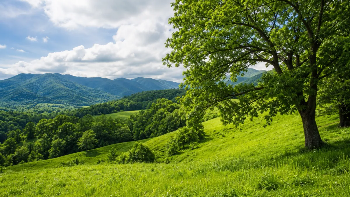 verdant meaning photo