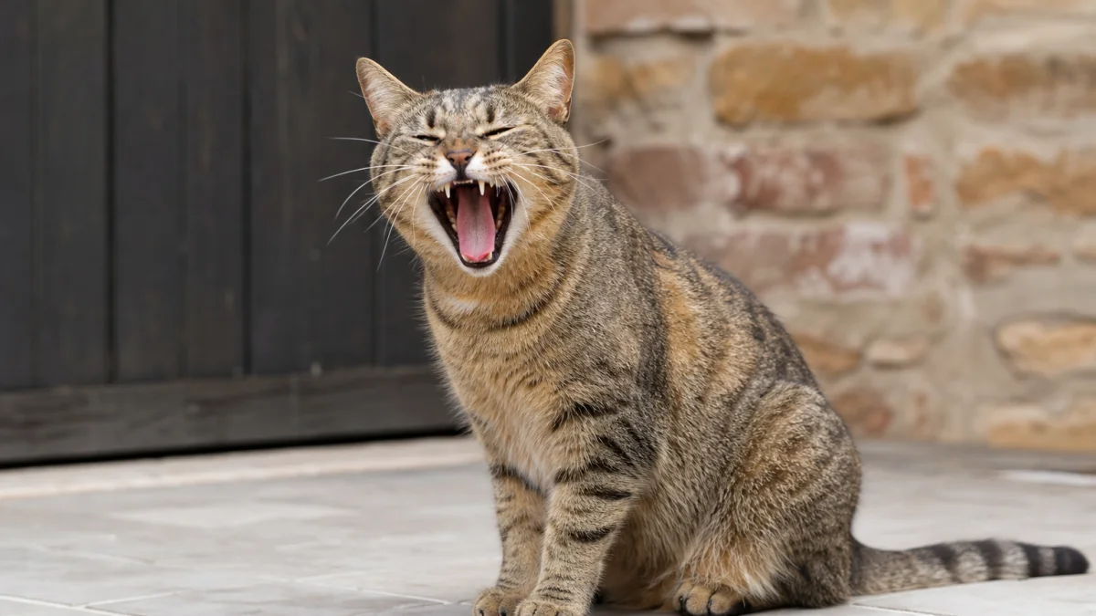 Yowl Definition and Synonyms